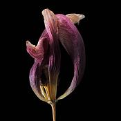 gedroogde tulp (tulipa denmark) 2-2012 4900
